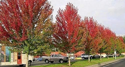 Red Maple Tree | 3 Live Trees | Acer rubrum | Native American Beauty Fast-Growing Shade Tree | Fall Foliage Wildlife-Friendly Habitat