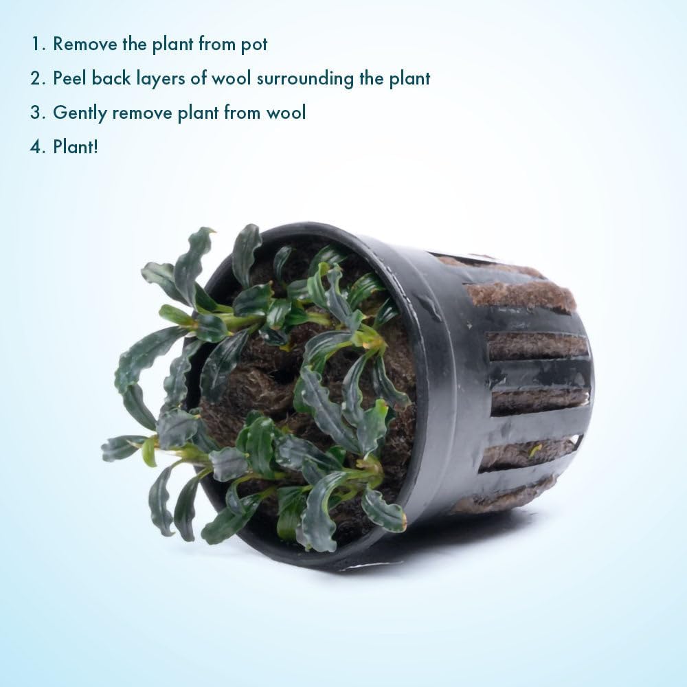 SubstrateSource Live Plants – Bucephalandra Brownie Adinda (Bucephalandra sp. 'Brownie Adinda') – Low to Medium Light, Dark Green w/Red Iridescence Color, Foreground to Midground – Pot, 1 Pack