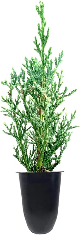 Florida Foliage Italian Cypress Tree | 10 Live Seedlings Cupressus Sempervirens Formal Elegant Mediterranean Style Plants, Green
