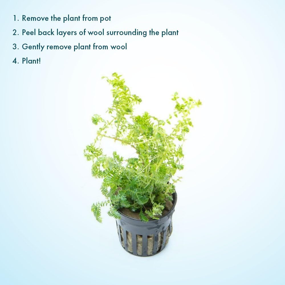 SubstrateSource Live Plants - Selaginella Siamensis (Selaginella siamensis) - Low to Medium Light, Bright Green to Lime Accents Aquatic Plant, Emersed or Terrarium Placement - Pot, 1 Pack
