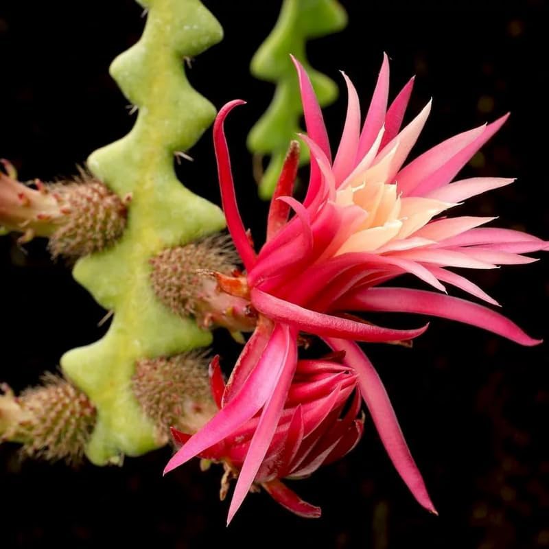 Fishbone Cactus Plant, Epiphyllum Cactus Live Succulents Plant Live Rooted, 4 to 8 Inch Tall Plants in Pot