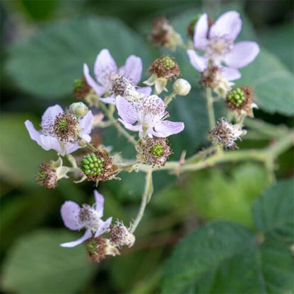 BlackBerry Plant Freedom-Ark (4 Pack) | Live Fruit Plant for Planting | Thornless & High-Yielding Variety | Large, Sweet & Juicy Berries | Perfect for Fresh Eating & Organic Gardens | Easy to Grow