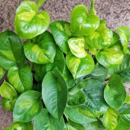 Green Pothos Live Plant, 4-6" Tall Hanging Houseplant, Pothos Plant for Indoor Outdoors Garden, Live Houseplants Without Pot