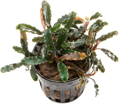 SubstrateSource Bucephalandra Titan Potted Live Aquarium Plant - Natural Freshwater Fish Tank Decorations, Aquatic Décor