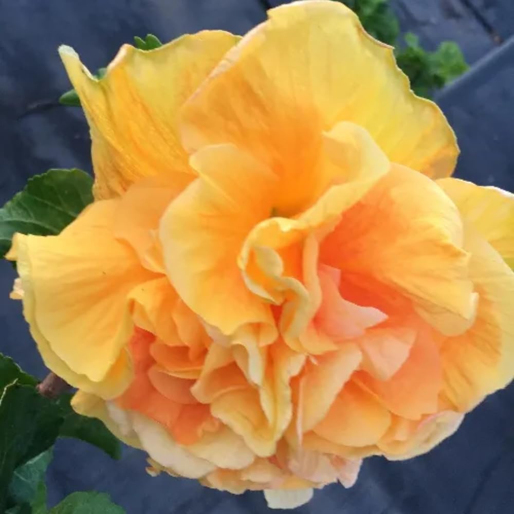 2 Hibiscus Live Plants, Clump 8-12” Tall, Hardy Hibiscus Plants Live, Hibiscus Trees Flowering Shrub (Double Peach Hibiscus)
