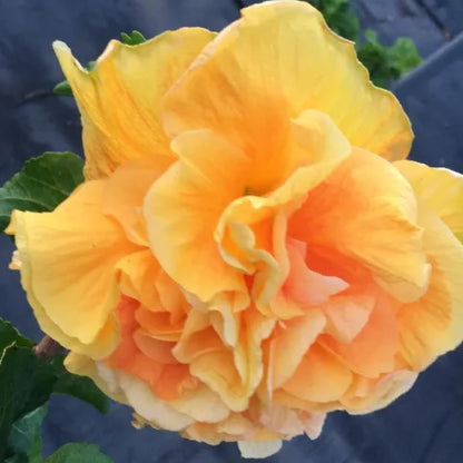2 Hibiscus Live Plants, Clump 8-12” Tall, Hardy Hibiscus Plants Live, Hibiscus Trees Flowering Shrub (Double Peach Hibiscus)