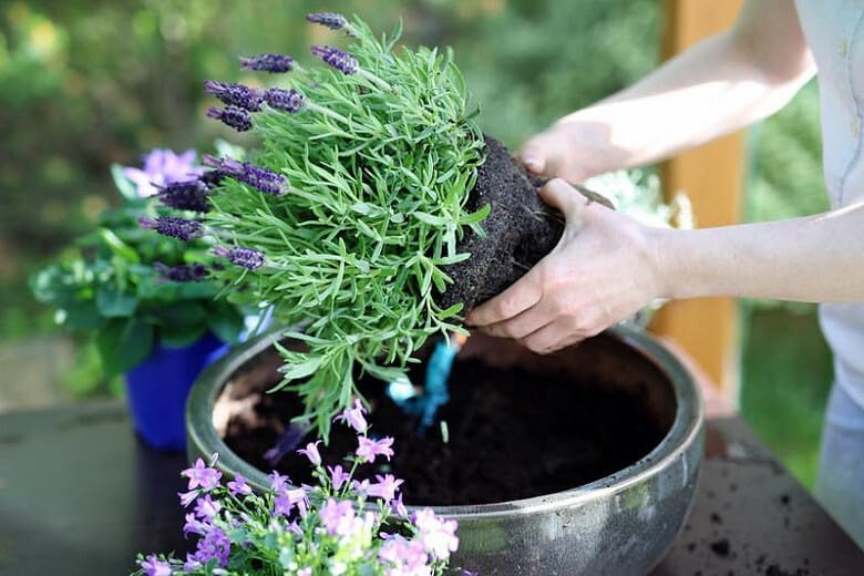 Gardenera Lavender Planting Mix - Promote Healthy Root Development and Aromatic Flowers - 4 QUARTS