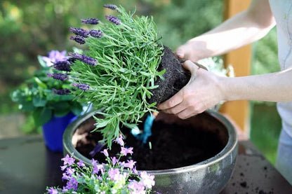Gardenera Premium Lavender Potting Mix - Nourish Your Lavender Plants for Beautiful Blooms - 1 Quart