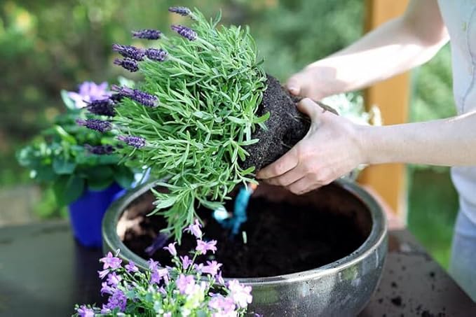 Lavender Planting Soil - Nurture Your Plants with a Premium Potting Mix - 10 QUARTS