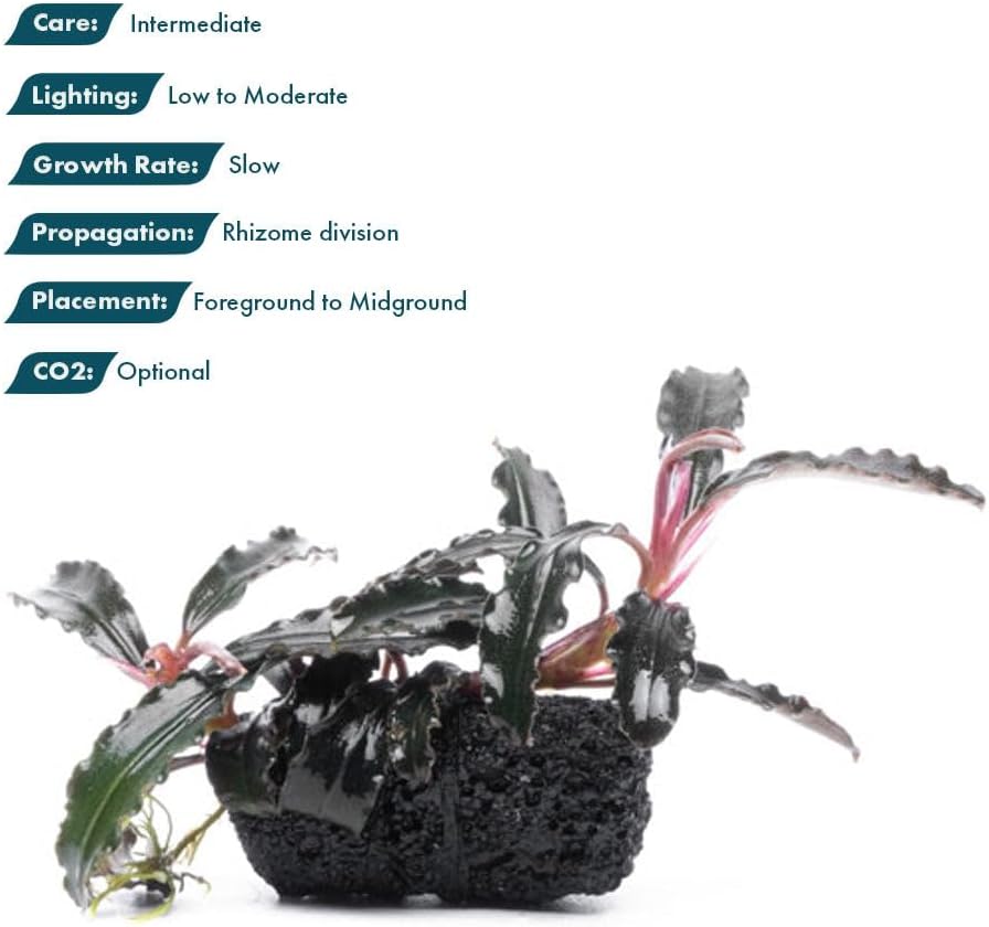 SubstrateSource Live Planted Decor - Bucephalandra Godzilla (Bucephalandra sp.) on Lava Stone (Framed) - Dark Green Leaves with Ruffled Edges Aquatic Plant, Low to Medium Light for Aquascaping, 3 Pack