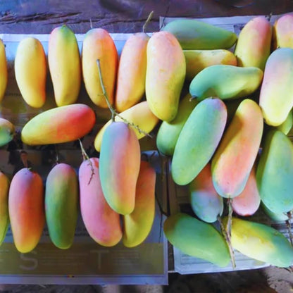 No CA, Maha Chanok Mango Plant Tree Live, Mango Trees Plant Grafted, 2 to 3 Ft in Height in 3 Gallon Pot, Grafted Mango Trees Live Plants for Planting