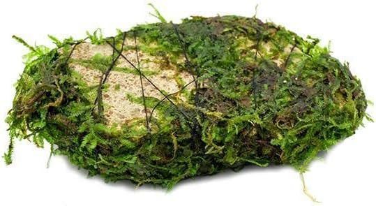 SubstrateSource Live Planted Decor - Christmas Moss (Vesicularia montagnei) on Lava Stone - Low Light, Green Accent Freshwater Aquatic Plant, Foreground Aquarium Placement for Aquascaping - 1 Pack