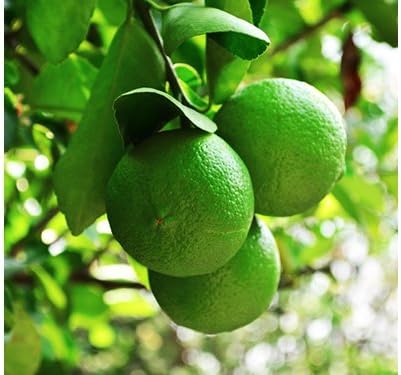 Birthday Persian Lime Tree Gift, Dwarf Citrus Tree, Easy to Grow, Indoor/Outdoor, Unique Birthday Gift for Home Gardeners, by The Magnolia Company, Can't Ship to CA, AL, AZ, LA, TX