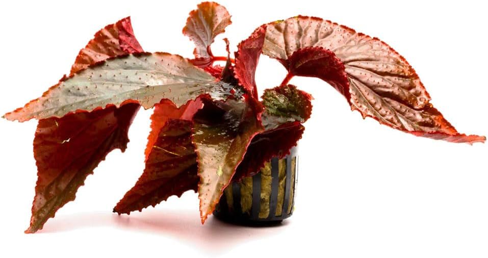 SubstrateSource Live Jungle Plants - Begonia Arabian Sunset (Begonia sp.) - Medium to High Light, Bronze Red Orange Accent, Terrarium or Paludarium, Terrestrial Plant - Pot