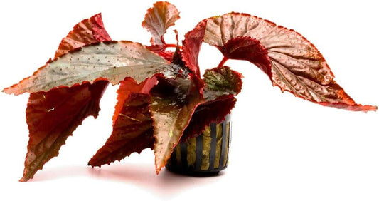 SubstrateSource Live Jungle Plants - Begonia Arabian Sunset (Begonia sp.) - Medium to High Light, Bronze Red Orange Accent, Terrarium or Paludarium, Terrestrial Plant - Pot