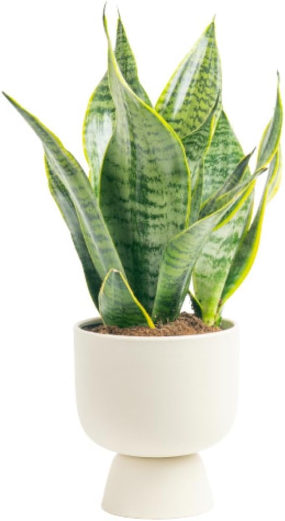Costa Farms Live Indoor Snake Plant, Sansevieria 12-Inches Tall, Decor Planter
