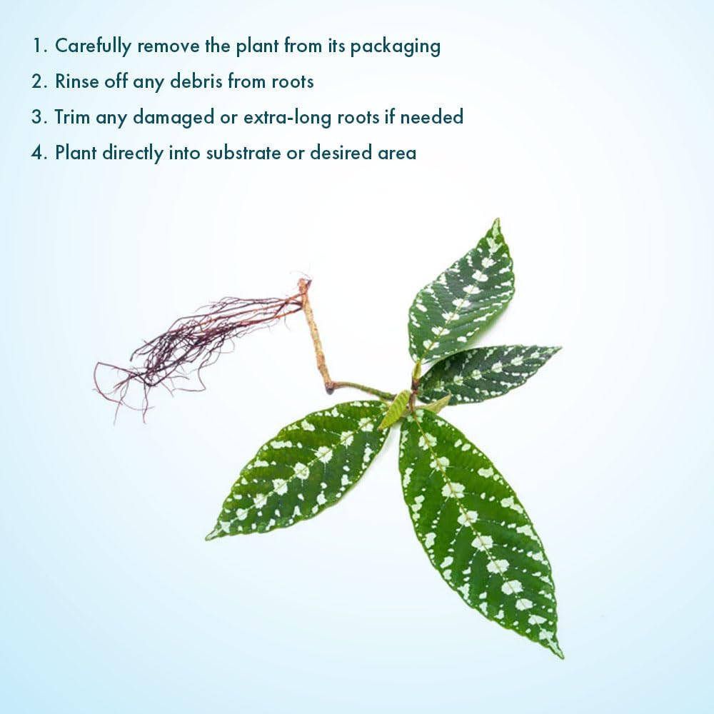 SubstrateSource Live Jungle Plant - Leea zippeliana - Moderate Care, Indirect Light, Dark Green with Silver Veins Accent, Indoor Terrarium or Shaded Area Rosette Plant - Loose/Bare Root