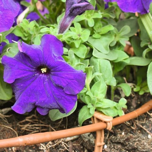 DIG ML-112B ¼” 100’ MICROLINE™ Dripline, 12” Dual Outlet Emitter Spacing, UV-Resistant Tubing for Efficient Irrigation | Ideal for Raised Beds | Flexible, Durable, Easy Installation (Brown)