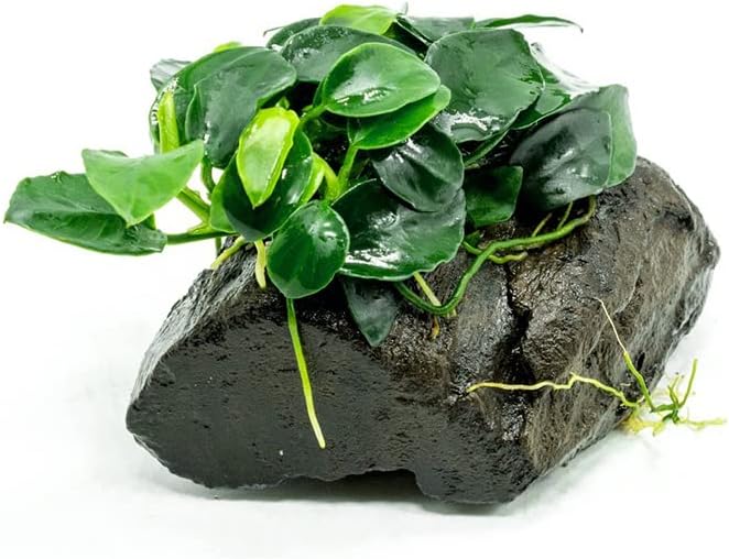 SubstrateSource Live Planted Decor - Anubias Nana Petite (Anubias barteri VAR. Nana 'Petite') on Nano Driftwood - Low to Moderate Light, Deep Green Rounded Leaves, Foreground Tank Placement - 1 Pack