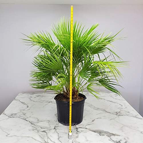 European Fan Palm Tree - Live Tree - Overall Height 36" to 44" - 7 Gallon Pot - Tropical Plants of Florida (Plant Only)