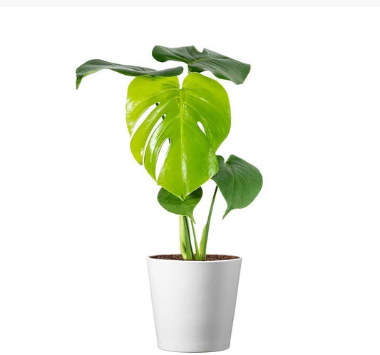 American Plant Exchange Monstera Deliciosa – Live 4-Inch Pot in Stylish Pot Cover, Easy-Care Split