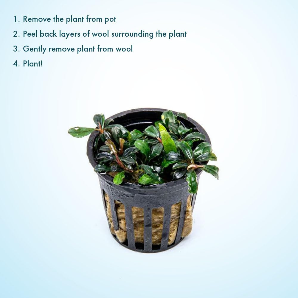 SubstrateSource Live Plants - Lamandau Mini Purple - Low to Medium Light Aquarium Display, Dark Green to Purple Accent, Foreground to Midground Aquatic Plant - Pot