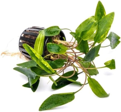 SubstrateSource Cryptocoryne Live Aquarium Plants - Freshwater Plant for Aquariums, Planted Fish Tanks - Beginner Friendly (Affinis Red, 1 Pot (3-5 Plants))