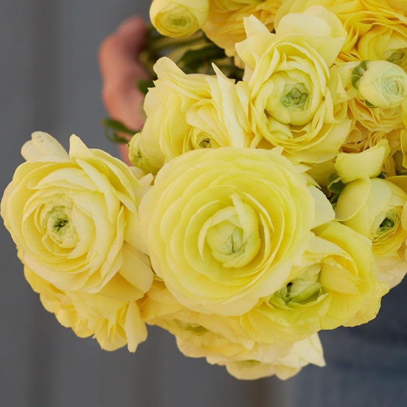 Eden Brothers Ranunculus Bulbs - Cream