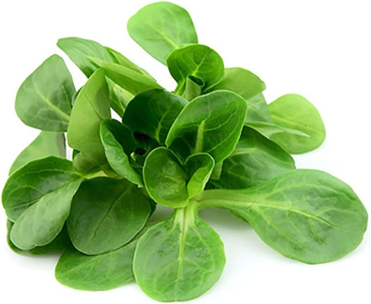 Mache - Large Leaves Variety and Best for Overwintering in The Cold Northeast - Corn Salad - 300 Seeds