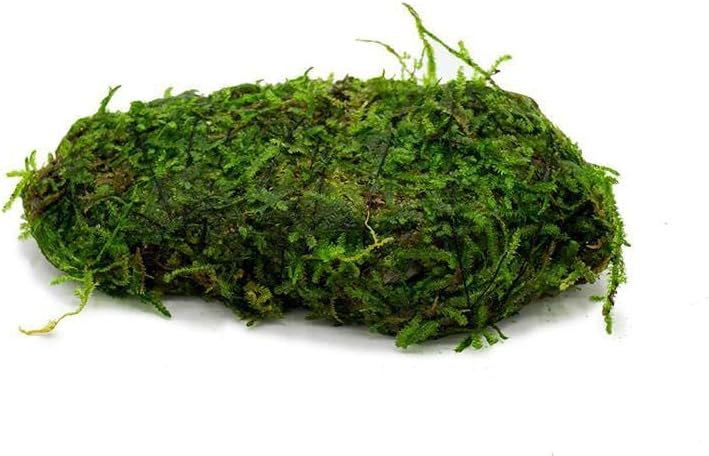 SubstrateSource Live Planted Decor - Christmas Moss (Vesicularia montagnei) on Lava Stone - Low Light, Green Accent Freshwater Aquatic Plant, Foreground Aquarium Placement for Aquascaping - 1 Pack