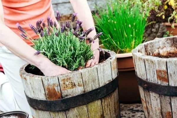 Gardenera Premium Moisture Control Potting Mix - Get The Perfect Balance of Moisture and Nutrients for Your Plants! - 5 Quart