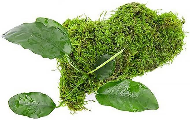 SubstrateSource Live Planted Decor - Anubias Barteri & Christmas Moss on Driftwood - Deep Green Leaves with Bright Fronds, Freshwater Aquatic Plant for Foreground to Midground Tank Placement - 1 Pack