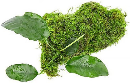 SubstrateSource Live Planted Decor - Anubias Barteri & Christmas Moss on Driftwood - Deep Green Leaves with Bright Fronds, Freshwater Aquatic Plant for Foreground to Midground Tank Placement - 1 Pack