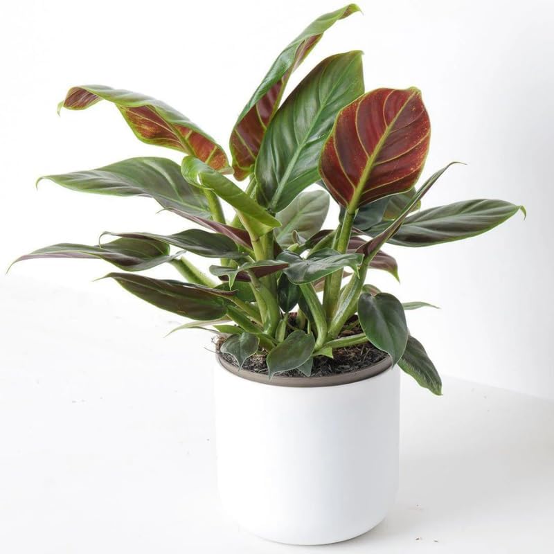 2 Rare Philodendron Live Plant 5-9" Tall, Rare Tropical Indoor Houseplant Home Garden