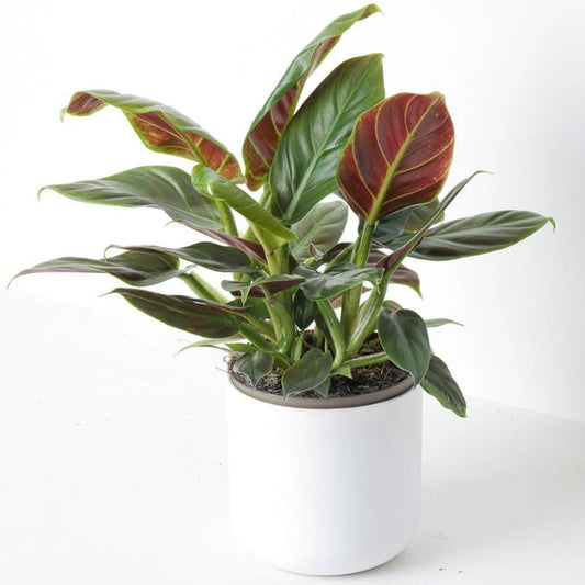 2 Rare Philodendron Live Plant 5-9" Tall, Rare Tropical Indoor Houseplant Home Garden