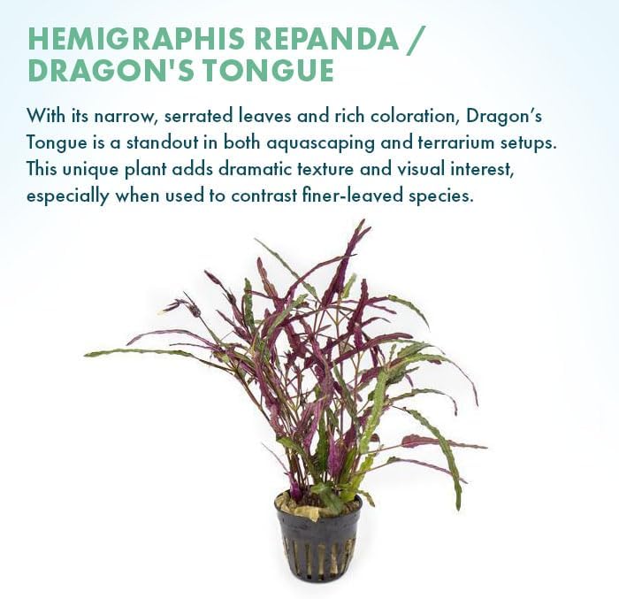 SubstrateSource Live Jungle Plants - Hemigraphis repanda (Hemigraphis sp.) - Low to Medium Light, Purple Green, Terrarium or Paludarium, Textured Rosette Groundcover - Pot