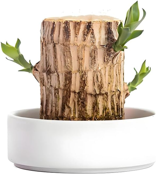 Brazilian Wood Plant,Mini Brazil Lucky Wood,with Ceramic Tray Lucky Tree,Swelling The Stage of About to Sprout,Brazilian Tree Perfect for Home,Office Desktop Decoration (Simple Style)