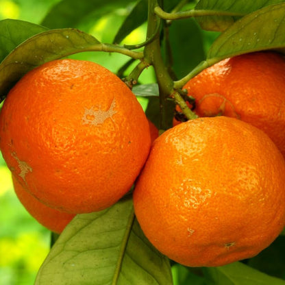 Mandarin Sweet Orange Tree, Murcott Tangerine Tree, Tangerine Tree 2 Feet Height in Pot, Tangerine Tree Live Plant, Live Tangerine Tree Plant No Ship to CA