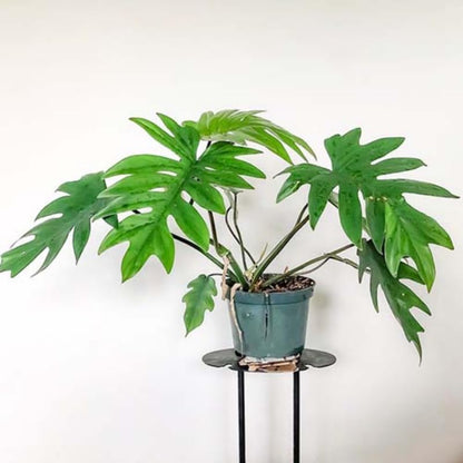2 Green Philodendron Live Plant 5-9" Tall, Rare Tropical Indoor Houseplant Home Garden