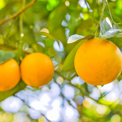 Live Valencia Orange Tree, Citrus Tree, Live Valencia Orange Plant Outdoor, 2 Feet Tall Potted Trees No Ship to CA