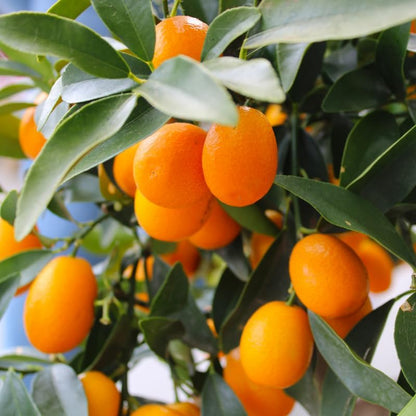 Kumquat Tree, 2 Ft Tall Grafted Kumquat Plant Live in 3 Gallon, Perennial Citrus Fruits Tree Plant for Outdoors, No Ship to CA