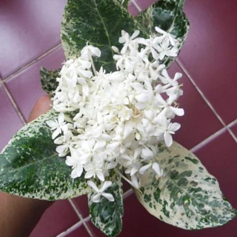2 Snow Ixora Live Plants, Well-Rooted Flowering Ixora Shrub Seedlings, 4-9” Tall, Tropical Ixora Bush for Indoor or Outdoor Garden