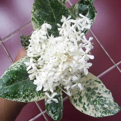 2 Snow Ixora Live Plants, Well-Rooted Flowering Ixora Shrub Seedlings, 4-9” Tall, Tropical Ixora Bush for Indoor or Outdoor Garden
