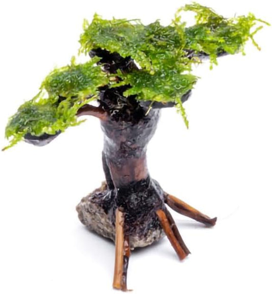 SubstrateSource Live Planted Decor - Moss on Bonsai (Aquascaping Tree) - Low to Moderate Light, Bright Green Freshwater Accent for Aquatic Layout, Midground Placement Centerpiece - Large, 1 Pack