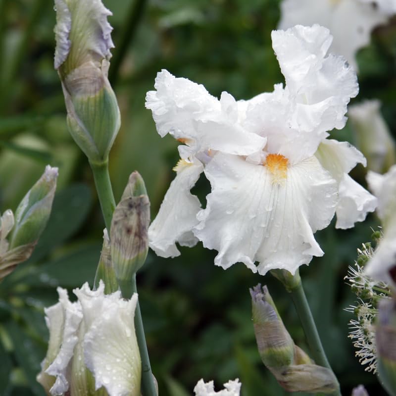 Winterfest Bearded Iris Flower Bulbs - 1 Rhizome per Pack - Attracts Butterflies and Hummingbirds - Deer Resistant - Good as Cut Flowers - Naturalizing - Perennializing