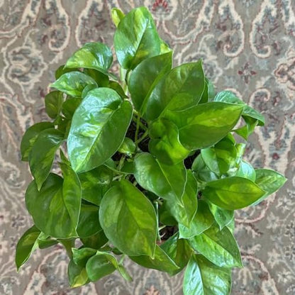 Green Pothos Live Plant, 4-6" Tall Hanging Houseplant, Pothos Plant for Indoor Outdoors Garden, Live Houseplants Without Pot