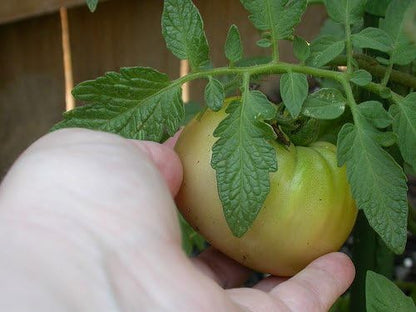 Clovers Garden Beefmaster Tomato Plants – Two (2) Live Plants – Non-GMO - Not Seeds - Each 4" to 8" Tall – in 4" Inch Pots – Indeterminate, Beefsteak
