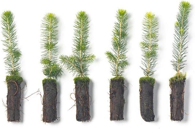 Norway Spruce Tree Seedlings | 6"-12" | Arbor Day Foundation (5-Pack)