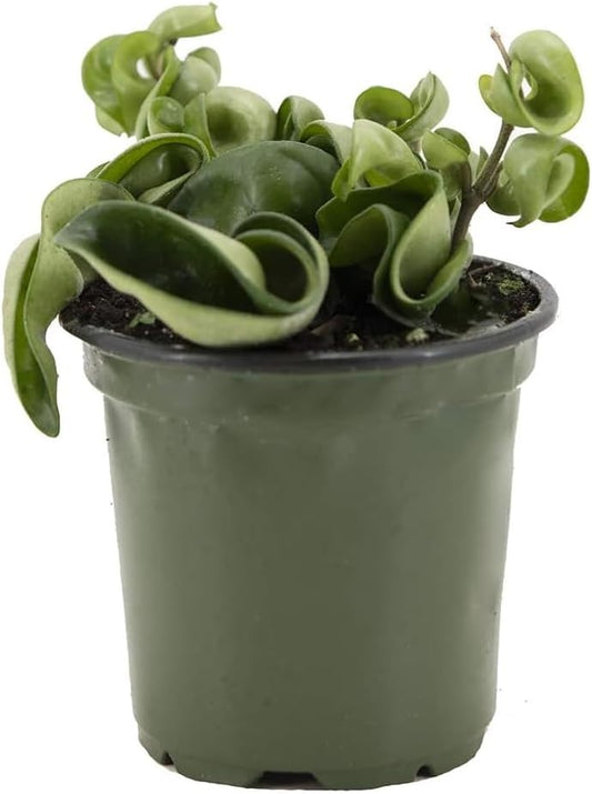 American Plant Exchange Hoya Compacta Hindu Rope, 4-Inch Pot, Live Flowering Wax Plant, Exotic