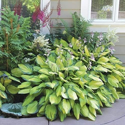 Ultimate Hosta Garden Collection 6-Pack of Bare Roots Hardy Mixed Heart-Shaped Hosta - Rich Green Foliage, Low Maintenance, Heart Shaped Leaves Great Perennials - 1000'S Sold